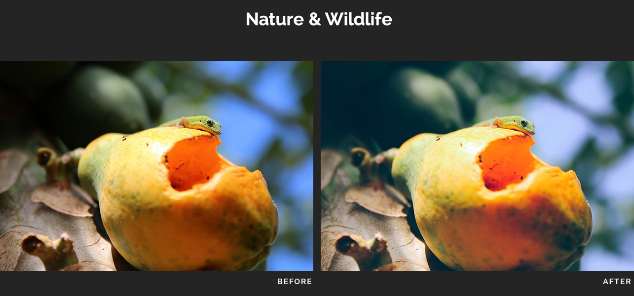 Nature & Wildlife 4